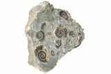 Ammonite (Promicroceras) Cluster - Marston Magna, England #216614-2